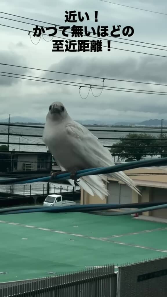 投稿者の方に顔を向ける白いカラス