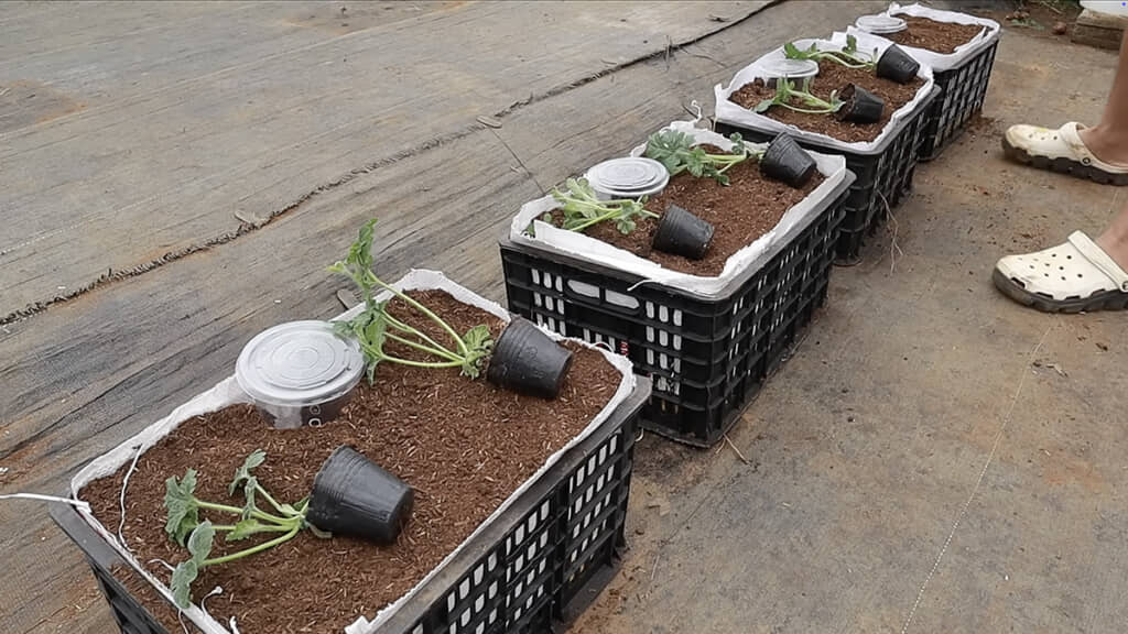 コンテナに土を詰めてスイカを植えます