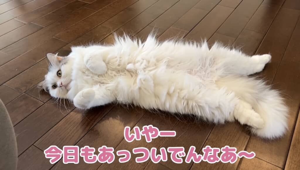 ヘソ天でくつろぐ「つくし」ちゃん