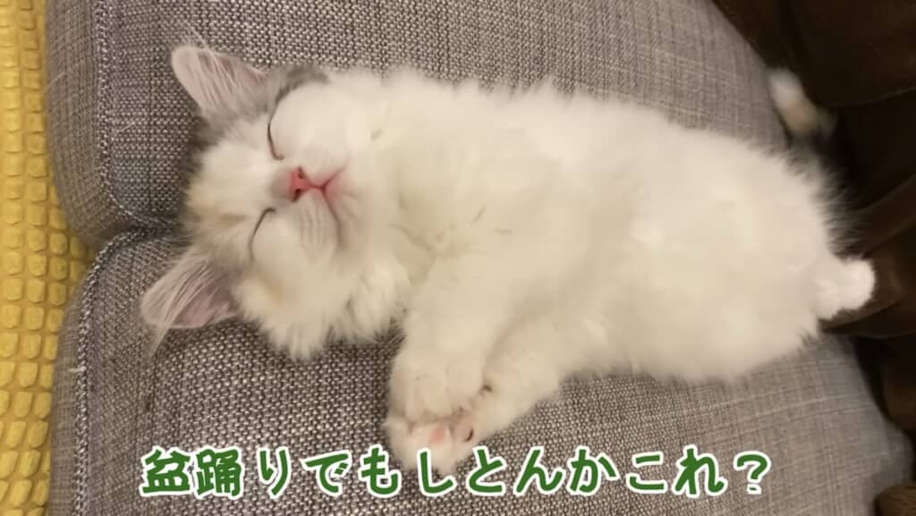 盆踊りの夢見てるのかな?