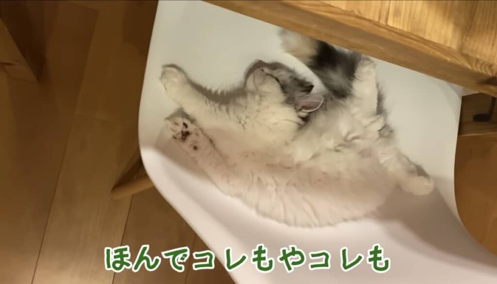 師匠「コレ骨格どないなっとんねん」