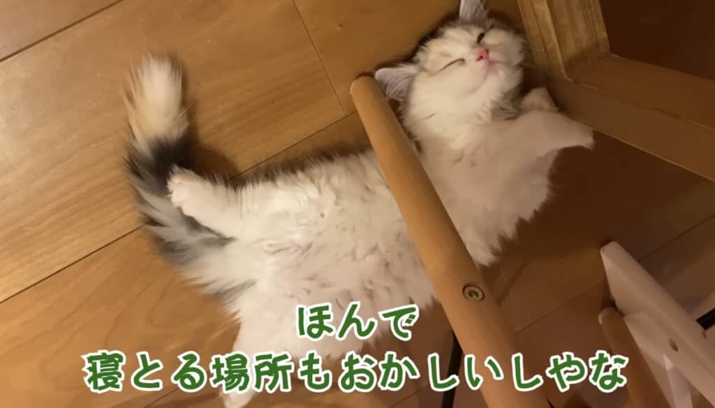独特な場所で寝るつくしちゃん