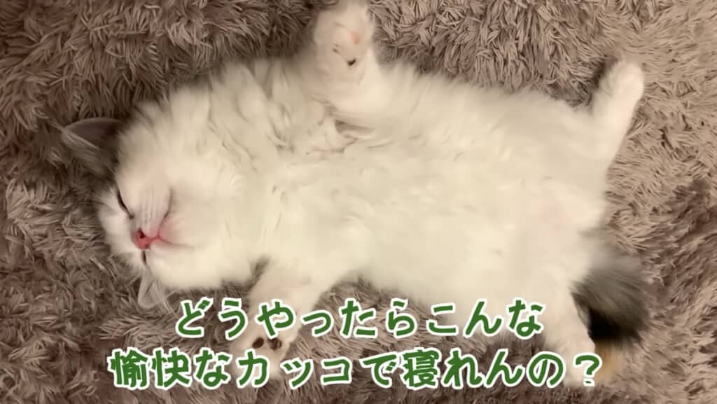 愉快な大の字