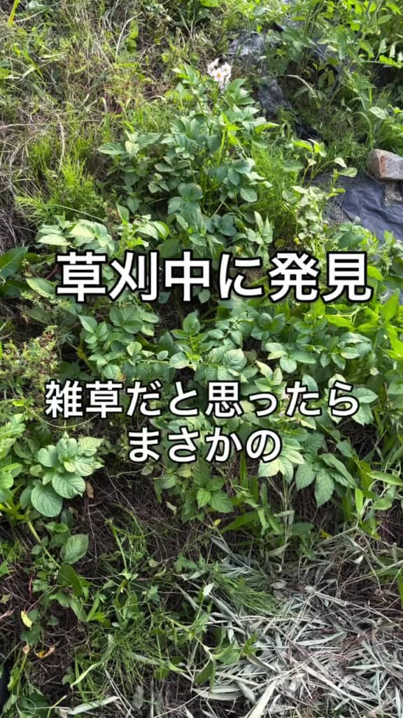 草刈り中に見つけたのは……