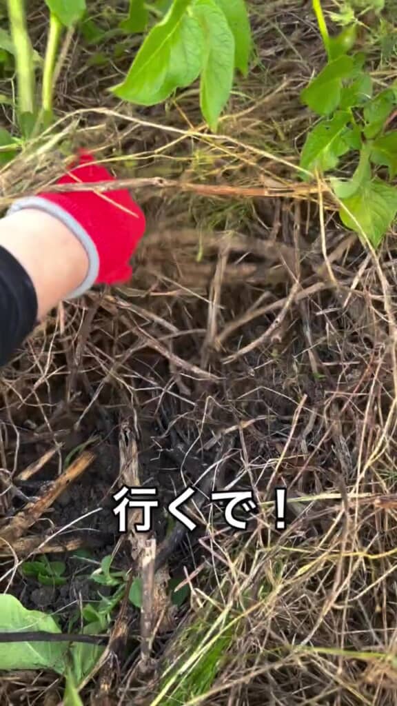 葉っぱを抜いてみると……