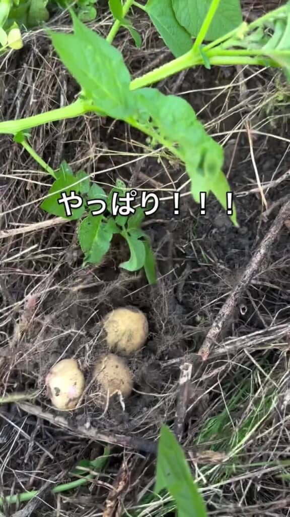 大きく実ったジャガイモが出てきた!