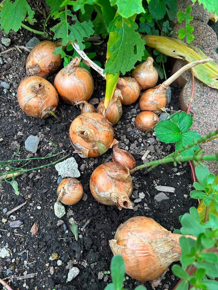 長ねぎを植えていたはずでは……?