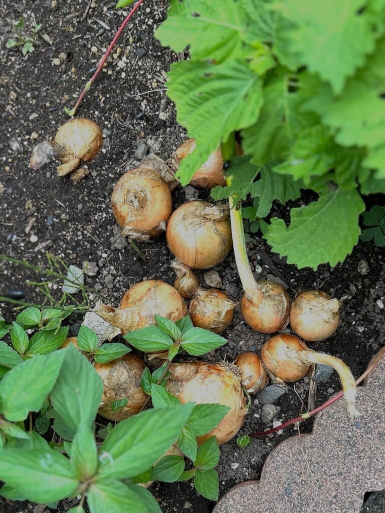 土に植えていた長ねぎを掘り返すと……?