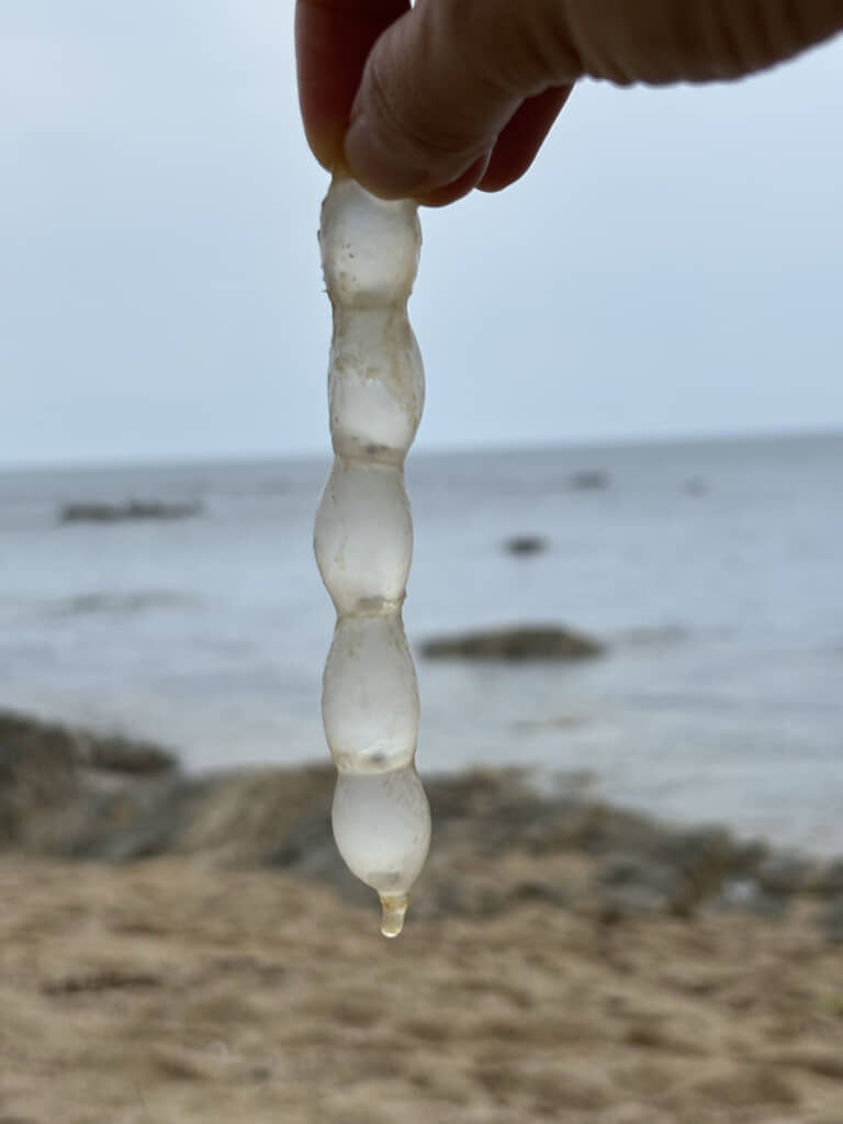 浅瀬で見つけた奇妙な袋の正体は?