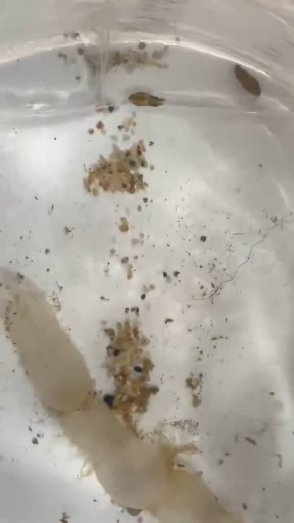 袋を飛び出して元気に泳ぎ回っています