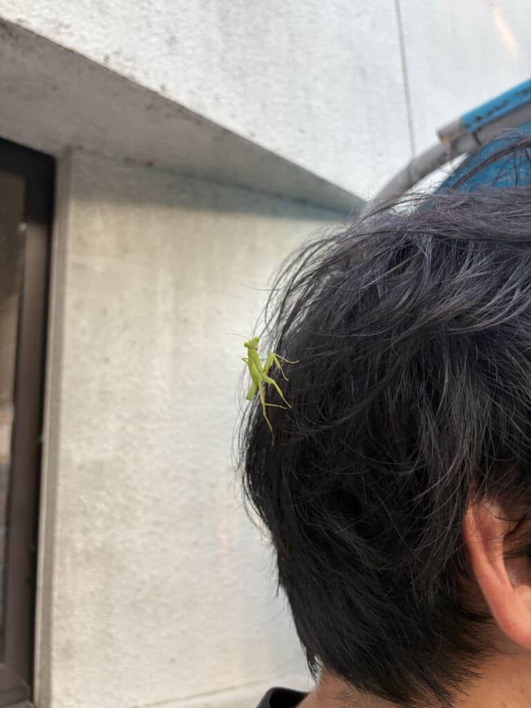 夫の頭にカマキリ