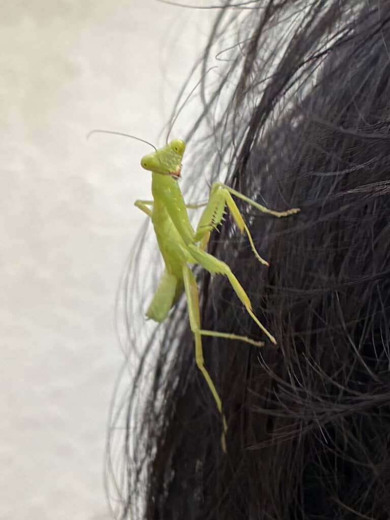 夫の頭にカマキリ