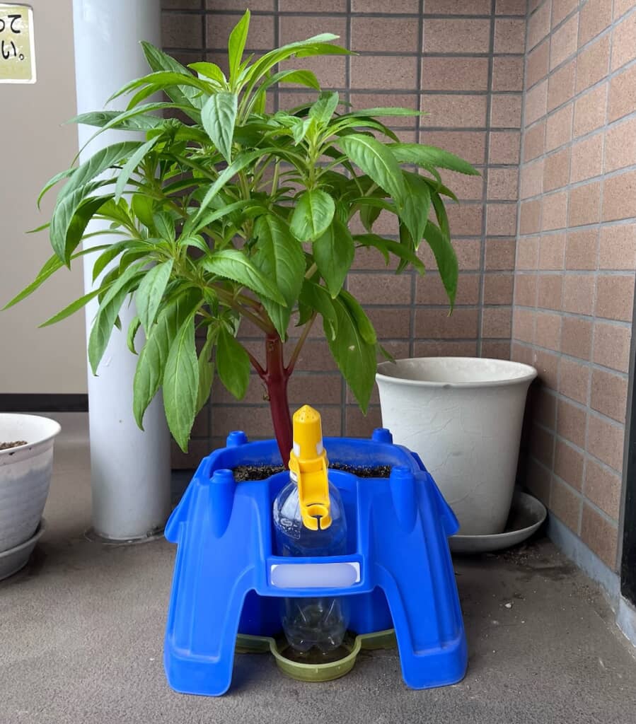 水をあげたら元気に復活！