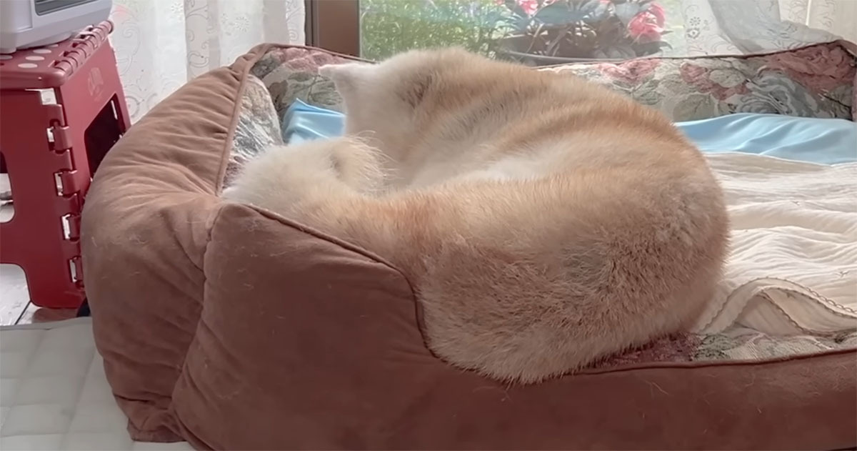 かつては“日本一の巨大柴犬”→17歳になった今の姿に「抱きしめたくなりますね」「尊い」「優しさであふれている」(1/3) | 犬 ねとらぼ