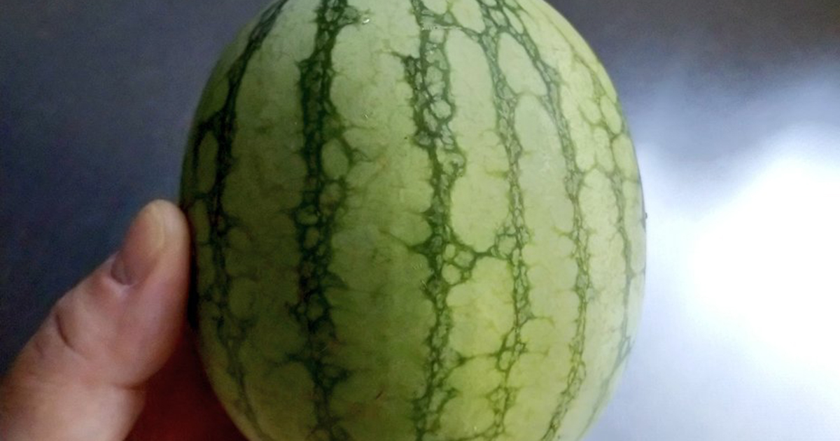まだ約10センチのスイカ、茎が枯れてしまい収穫→期待せずに切ったら……　まさかの中身が700万表示　「わぁ！」「全部これがいい」投稿者に話を聞いた（1/2） | グルメ ねとらぼ