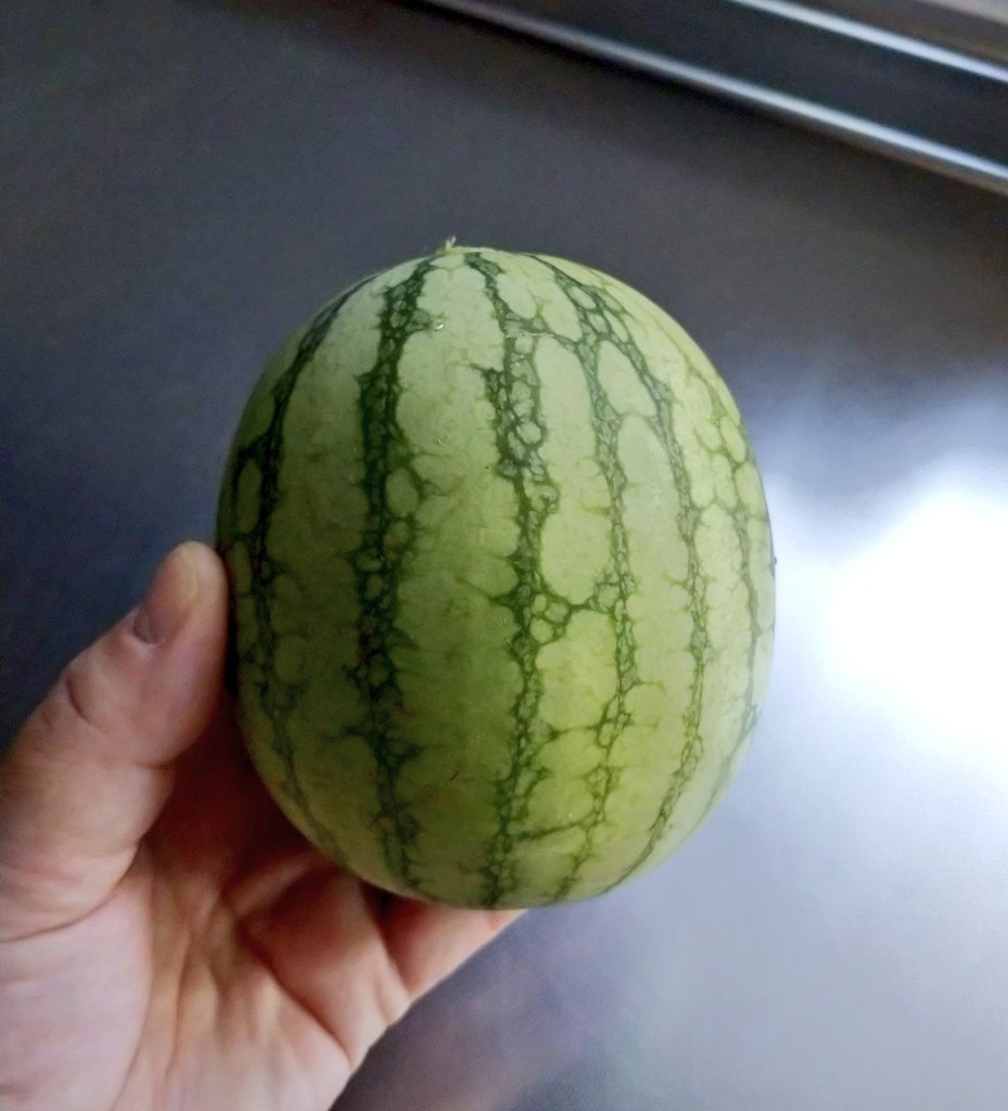 やむを得ず収穫した10センチほどのスイカ