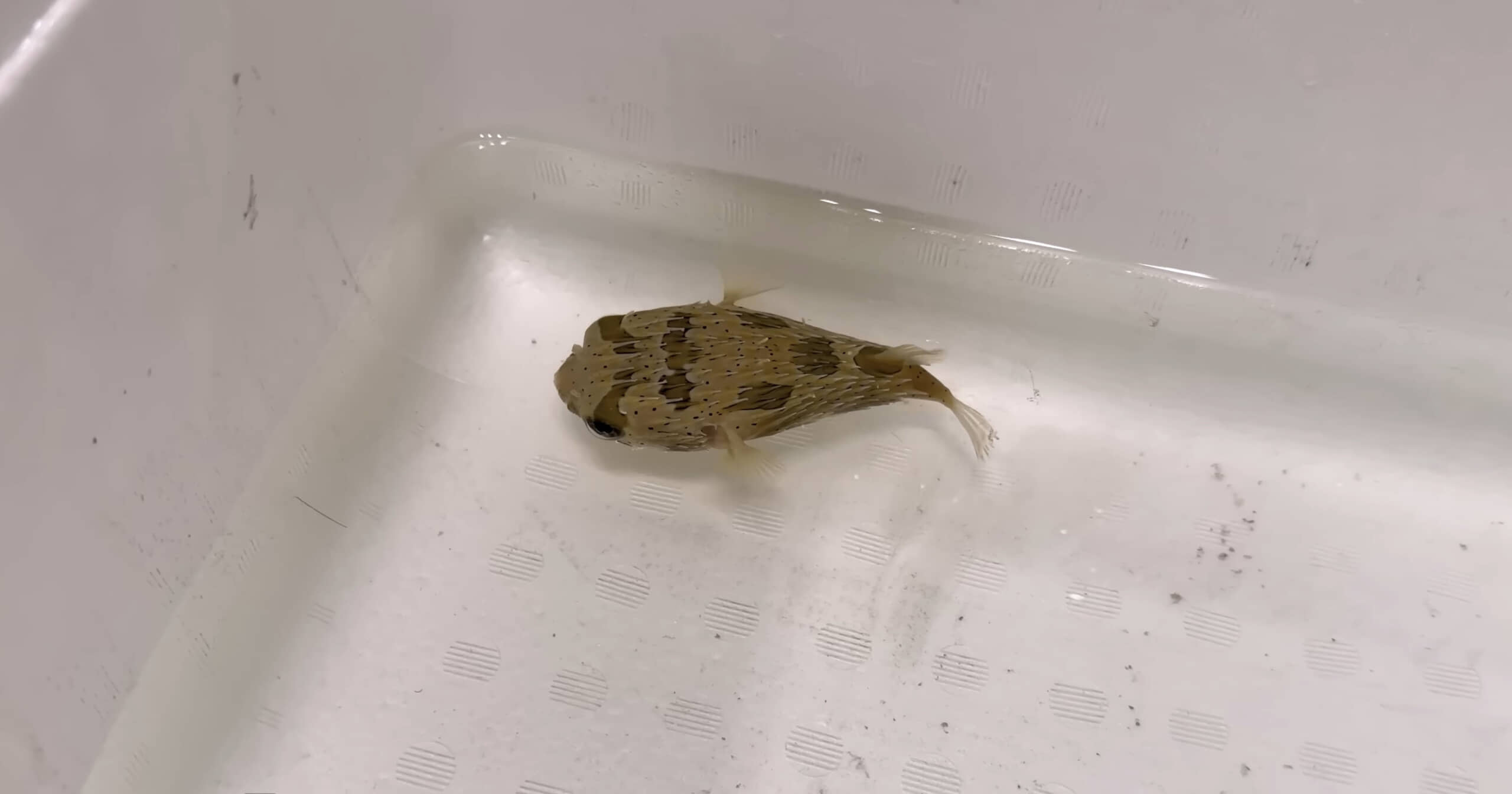 スーパーで見つけた“ハリセンボン”→連れ帰って水槽に入れたら……　数日後の姿に「なんと愛らしいお顔」「すごい勢いあった」（1/3） | その他生き物 ねとらぼ