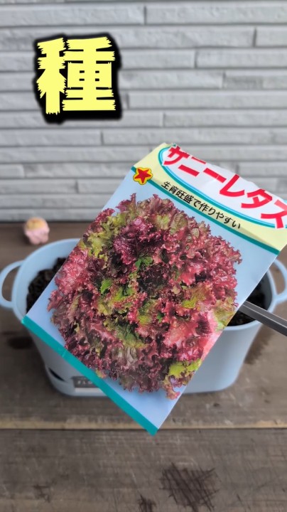 サニーレタスの種を撒きます