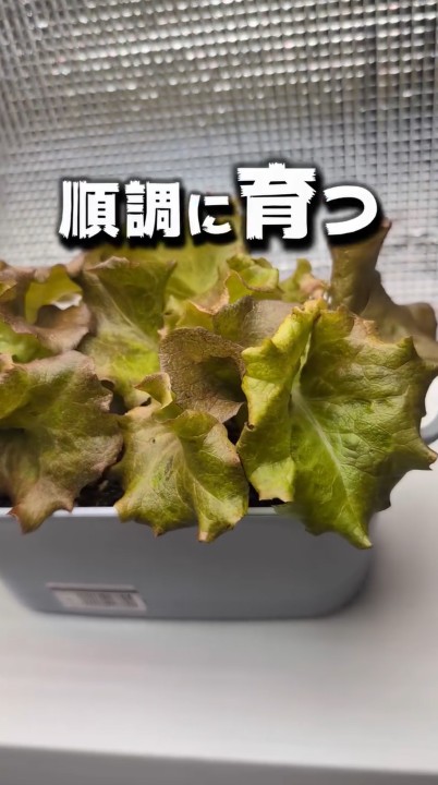育ってきました！