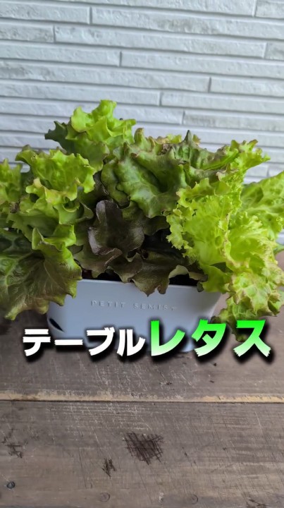青々として立派なサニーレタスになりました