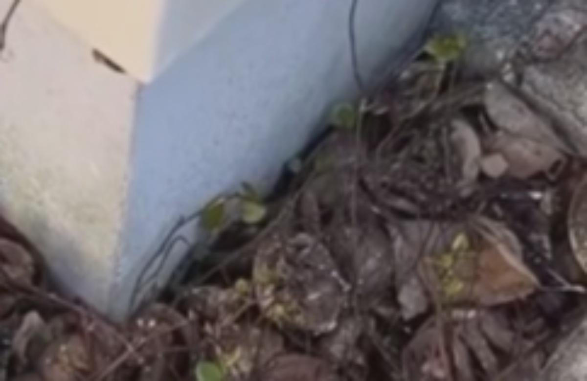 庭に生えたちょこっとの植物→9カ月後……　驚きの光景に「危険ですw」「ほんとやばい笑」（1/3） | 住まい ねとらぼ