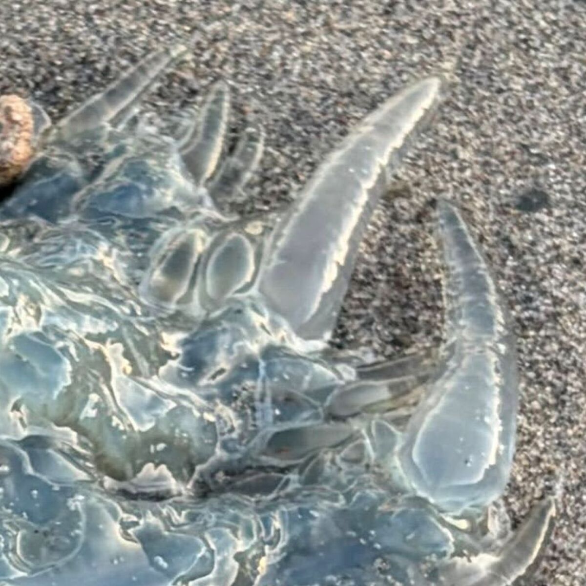 静岡の海で見つけた“謎の物体”→棒でツンツンしたら……　まさかの正体に「ギャーっ！」「絶対触っちゃダメですよ」 | その他生き物 ねとらぼ