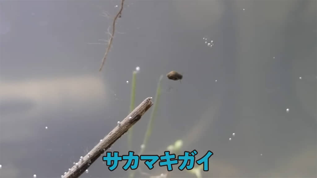 10時間後にはサカマキガイが姿を現しました