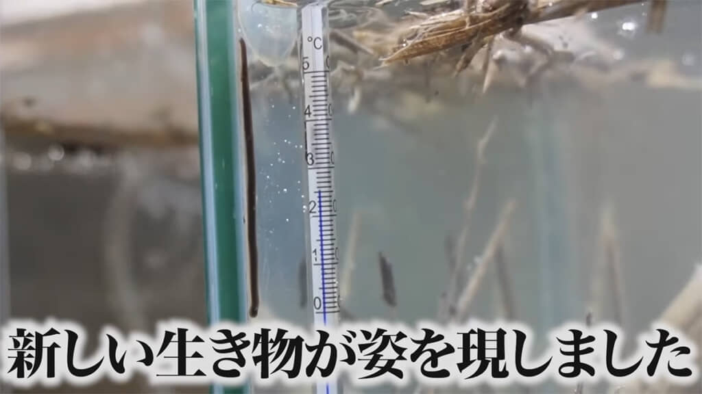 ヒルの仲間も現れました