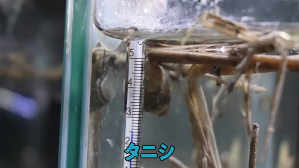いつの間にかタニシの姿も