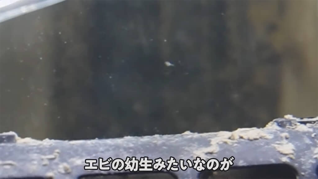 小さなエビの幼生らしき生き物の姿が