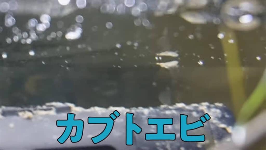 カブトエビのようです