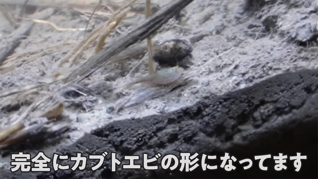 完全にカブトエビの形になっていました