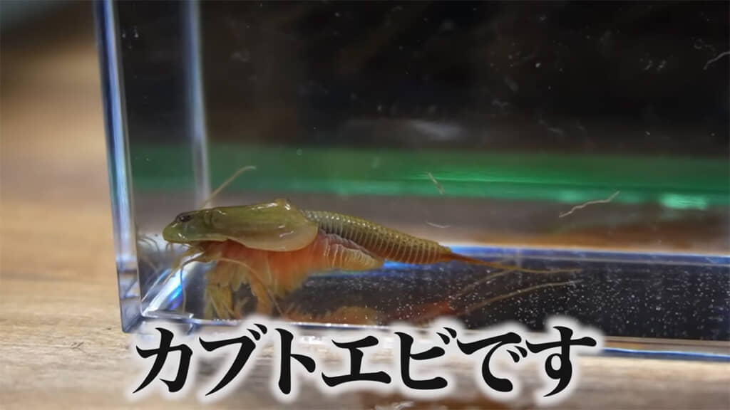 とっても立派な姿になりました!
