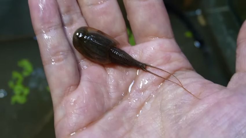 約1カ月でこのサイズ!