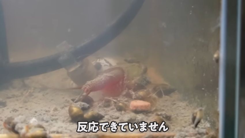 エサに反応しない……