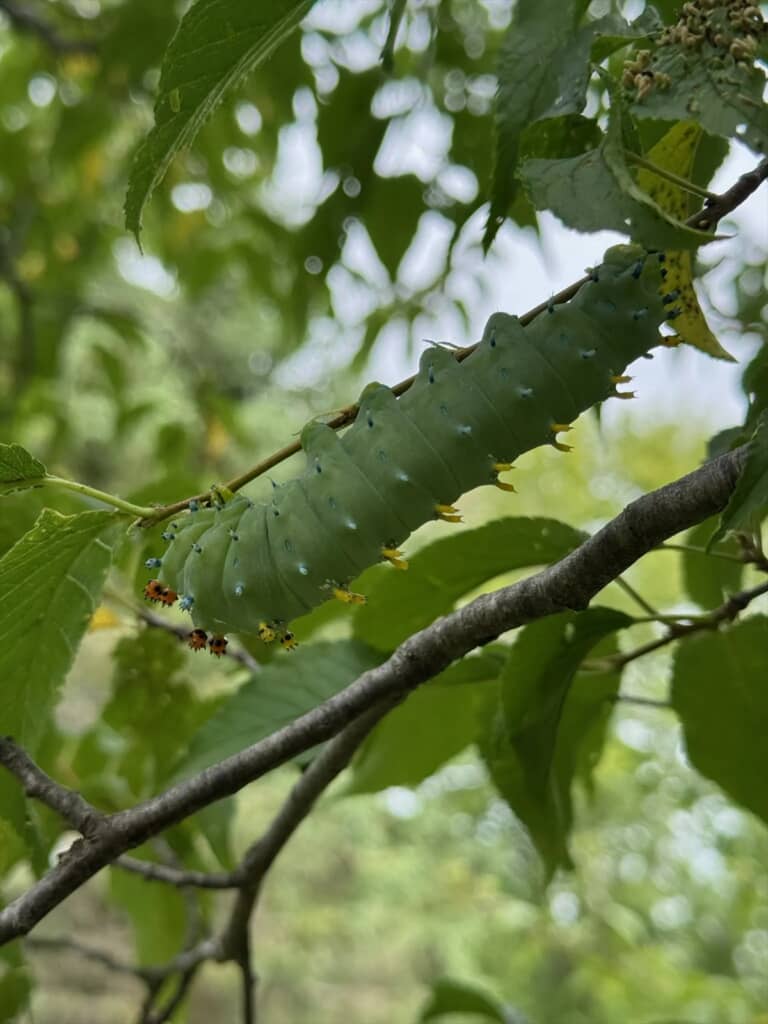 アメリカの田舎で見つかった巨大な毛虫