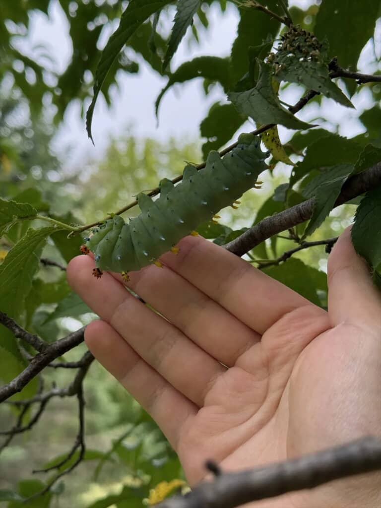 アメリカの田舎で見つかった巨大な毛虫