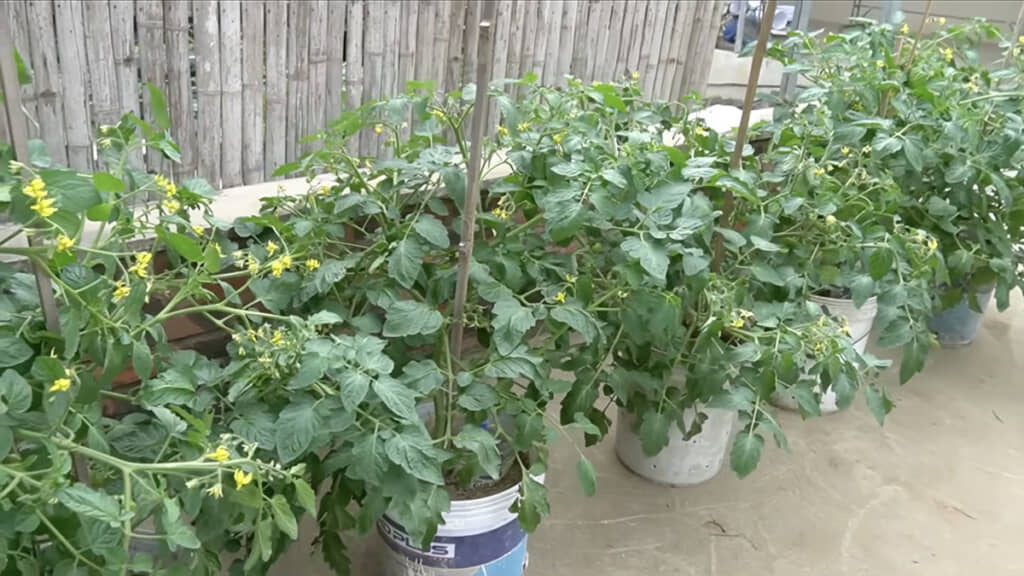 どんどん成長して花をつけました
