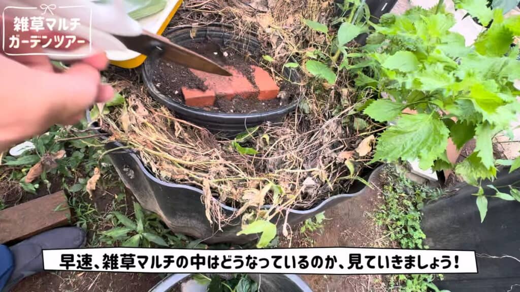 雑草マルチの下を調べる
