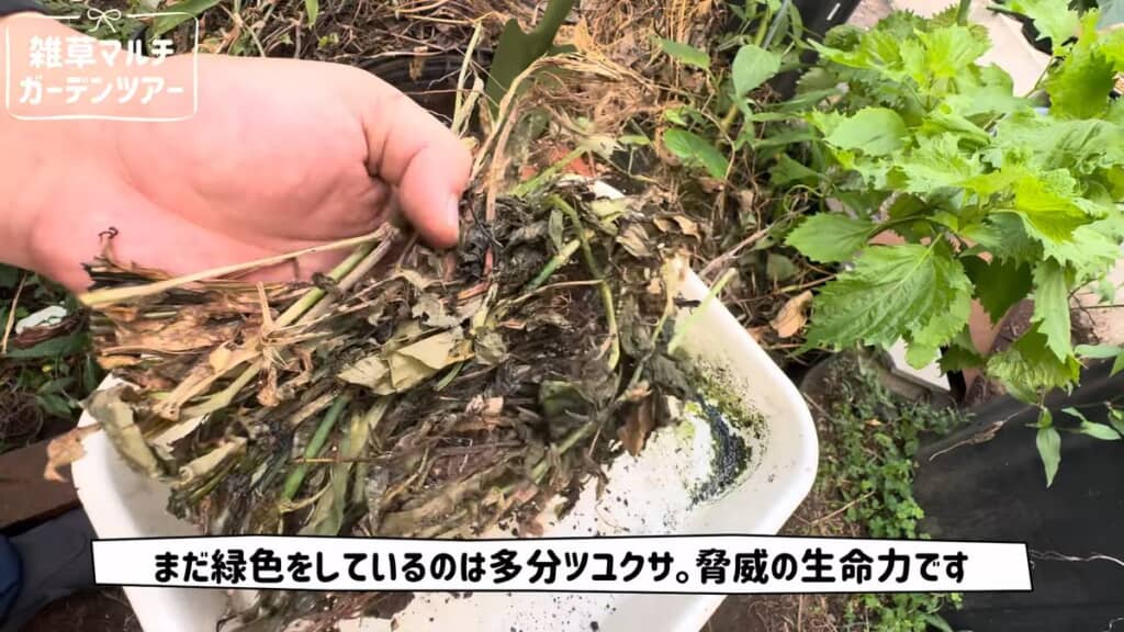 まだ緑色の部分が残っている最上層のマルチ