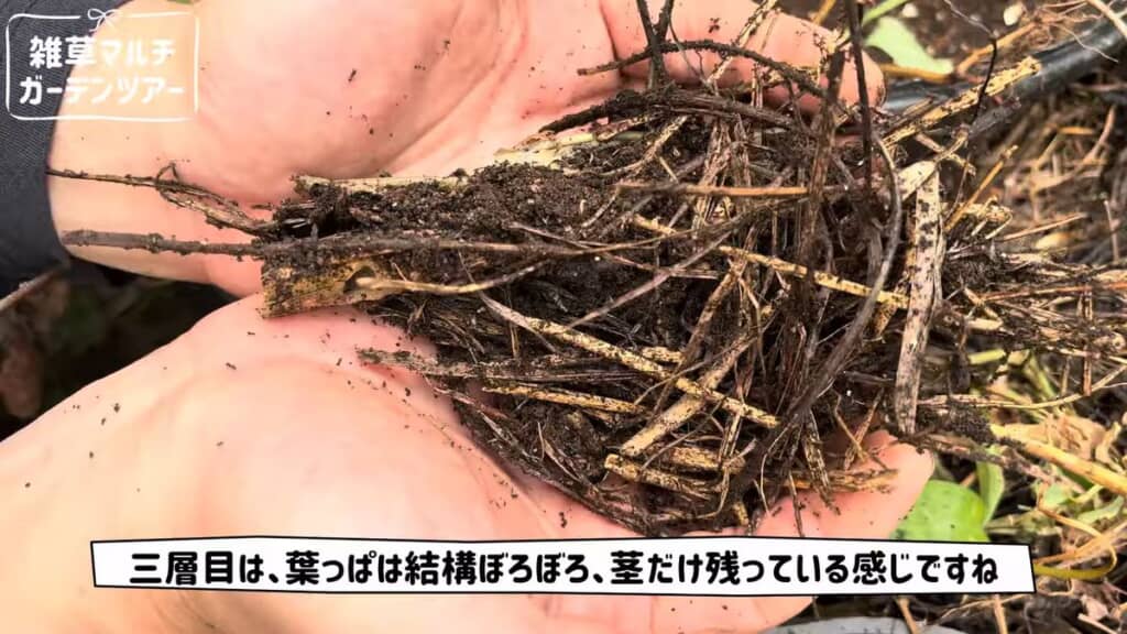 葉がボロボロで茎だけ残っている印象の3層目