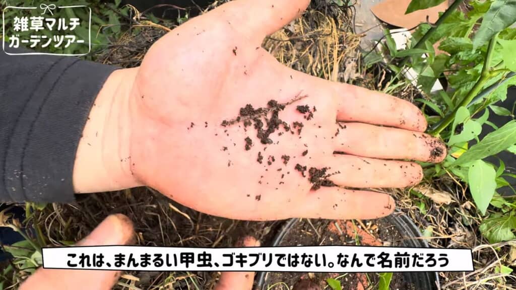 雑草マルチの下にいた甲虫らしき生き物