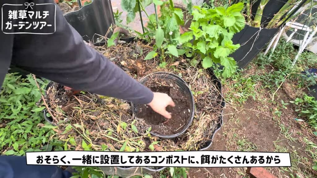 雑草マルチを施した家庭菜園の近くにあるコンポスト