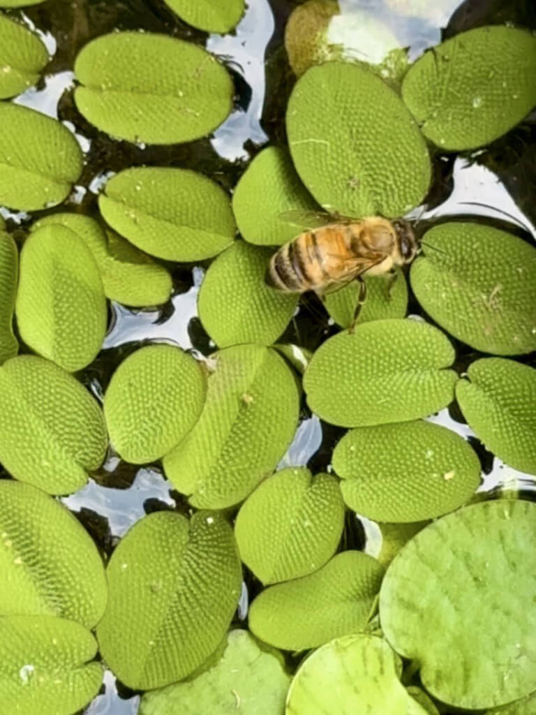 庭のメダカビオトープに現れたのは……