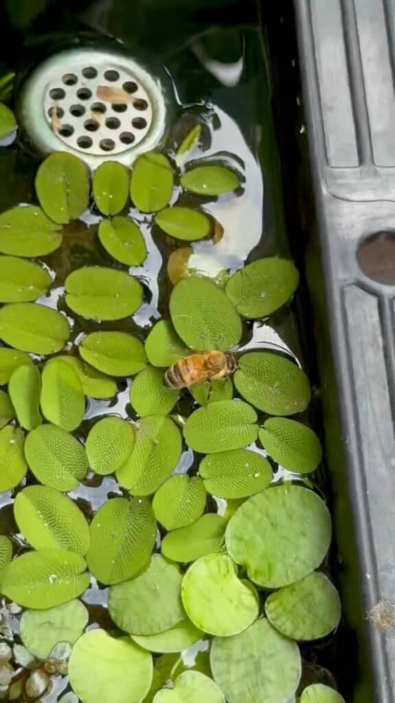 水草の上でじっとして水を飲むミツバチ