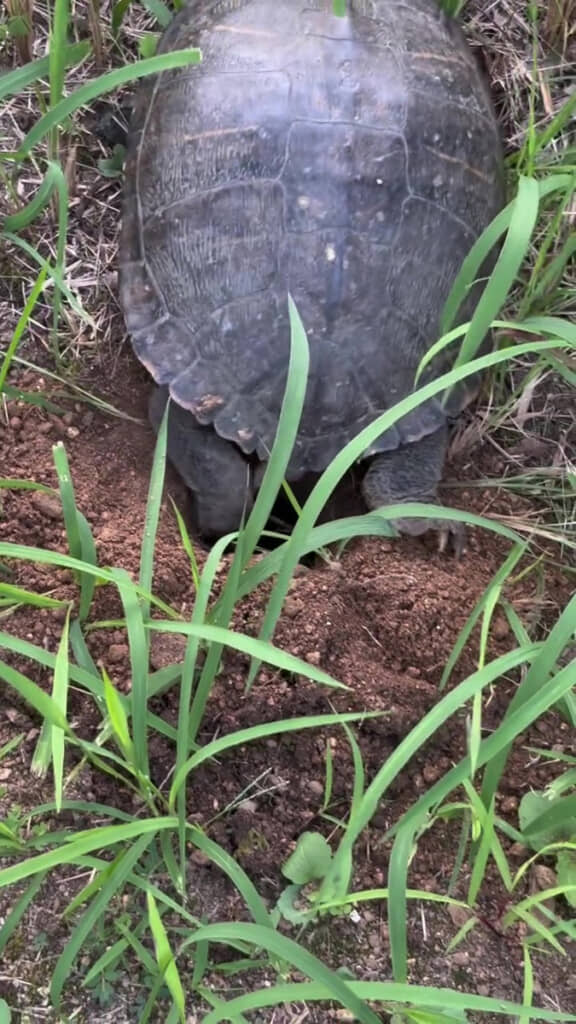もぞもぞするカメさん