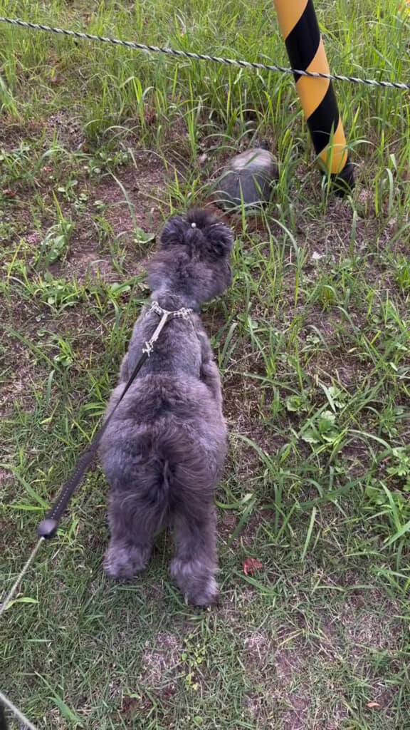 ワンコも気になっています