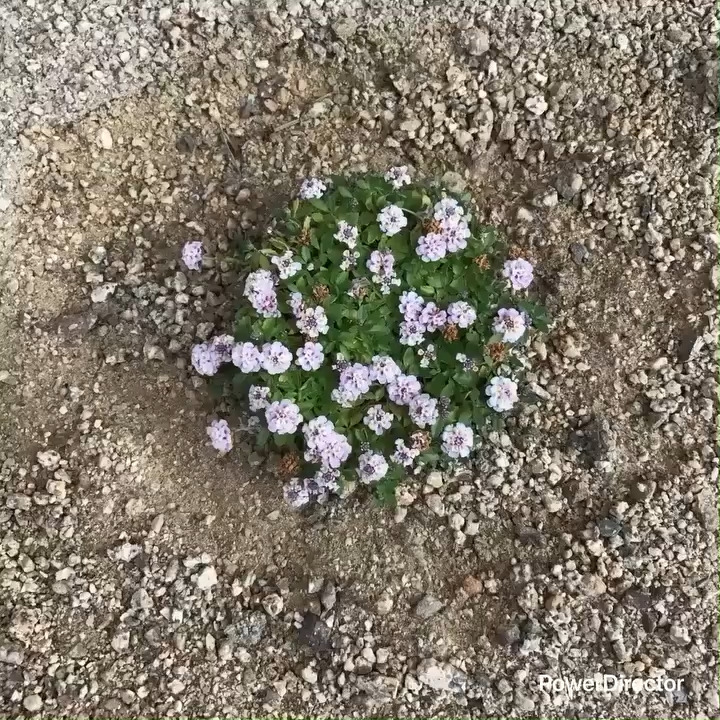 始まりはこの1株でした