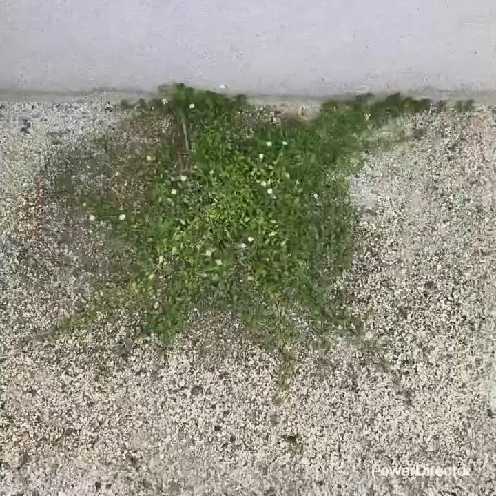 茎が四方八方へ