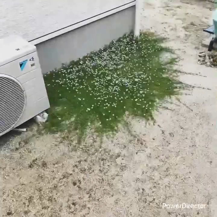 庭が緑に染まり始めます